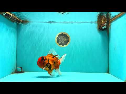 A Grade Tiger Oranda Female 7.5 inches #101626OR_16