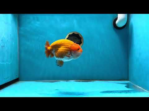 AAA Grade Nugget Red White LionKing 4.5 inches #013125LC_03