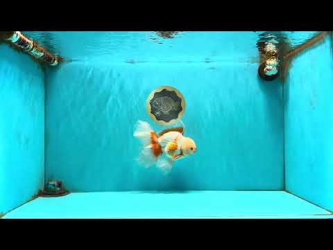 CHICKIE A Grade Red White Oranda Male 6-6.5 inches #082826OR_13