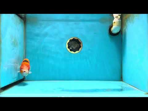 AAA Grade Strong Body Structure Sakura LionKing 5 inches #051625LC_08