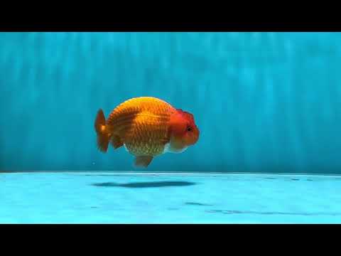 A Grade Cherry Baby  Red Baby LionQueen 3-3.5 inches #020725LC_05