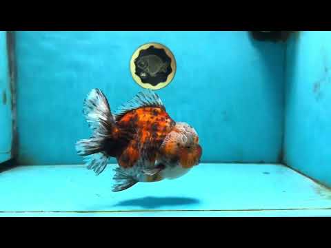 A Grade CHUBBY Calico Yuanbao Female 5-5.5 inches #091925YB_20