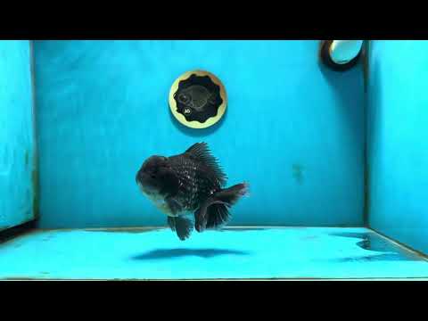 A Grade Kirin Yuanbao Male 4.5-5 inches #122024YB_10