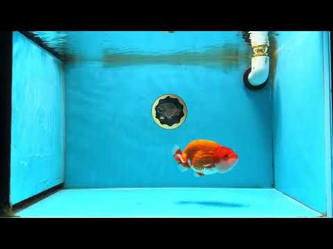 A Grade Red White LionKing 4.5 inches #070425LC_08