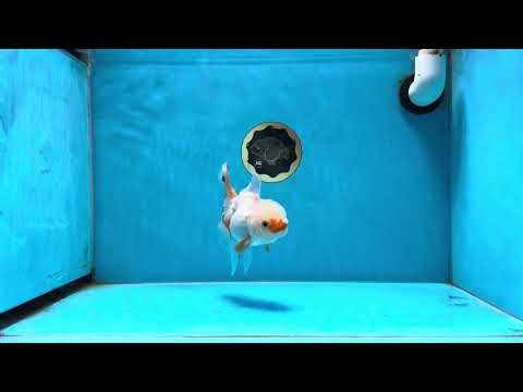 A Grade Duckie Tricolor Oranda Female 4.5-5 inches #022825OR_13