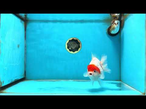 AAA Grade Red White Yuanbao Female 5 inches #121225YB_02