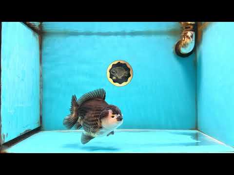 A Grade Tricolor Yuanbao Male 5-5.5 inches #121925YB_10