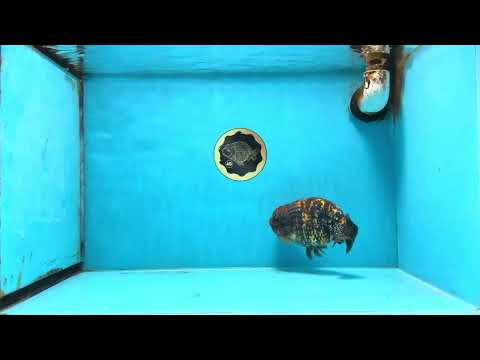 A Grade Tricolor Tiger LionKing 5.5 inches #103125LC_11