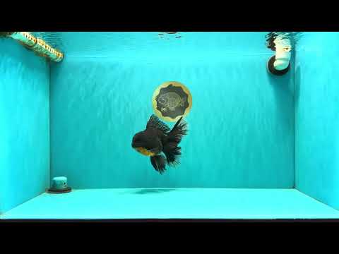 AAA Grade Long Fin Kirin Oranda Male 5.5-6 inches #062626OR_23