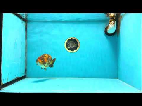 A Grade Tiger LionKing 5 inches #103125LC_14