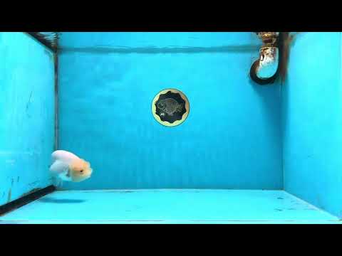 A Grade White LionQueen 4 inches #103125LC_26