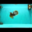 CHONKY A Grade Tiger Oranda Male 5-5.5 inches #090426OR_04