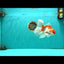 A Grade Kohaku Red White Oranda Male 6 inches #082826OR_15