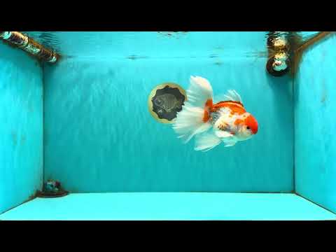 A Grade Kohaku Red White Oranda Male 6 inches #082826OR_15