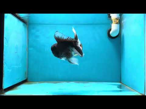 A Grade Black Oranda Male 5-5.5 inches #031425OR_15