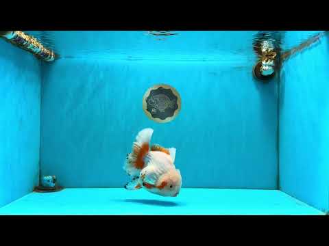 SUPER CUTE AAA Grade Red White Oranda Male 6-6.5 inches #080726OR_04