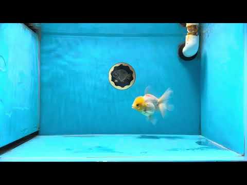 A Grade Lemonhead Oranda Male 4.5 inches #032125OR_15