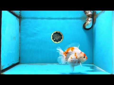 AAA Grade Godzilla Sakura Yuanbao Male 5-5.5 inches #112825YB_18