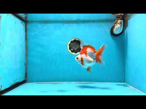 A Grade Red White Ryukin Female 5-5.5 inches #111425RK_07