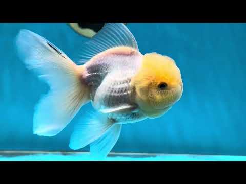A Grade Lemonhead Oranda Male 4.5 inches #031425OR_13