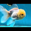 A Grade Lemonhead Oranda Male 4.5 inches #031425OR_13