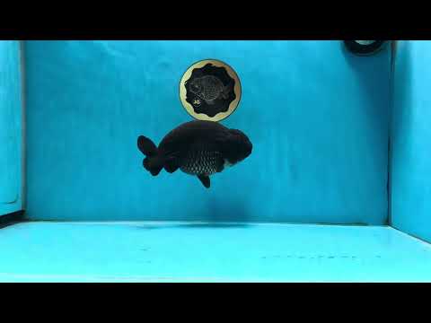 A Grade Black LionKing 5-5.5 inches #070425LC_07