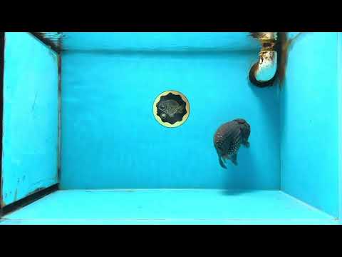 A Grade Black Blue LionKing 5 inches #103125LC_12