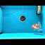 A Grade Sakura Oranda Male 4.5-5 inches #053025OR_28