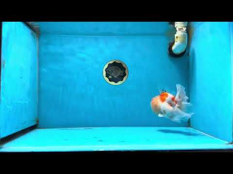 A Grade Sakura Oranda Male 4.5-5 inches #053025OR_28