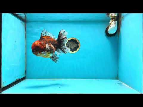 AAA Grade Calico Oranda Male 6 inches #101725OR_23