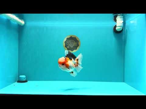 AAA Grade Tricolor Oranda Male 5.5 inches #030626OR_22