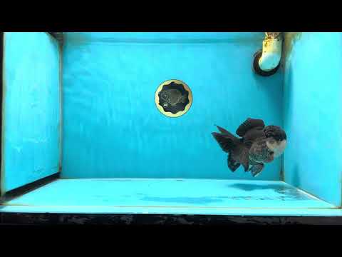 Chubby Cheeks Panda Oranda Male 5 inches #050225OR_06