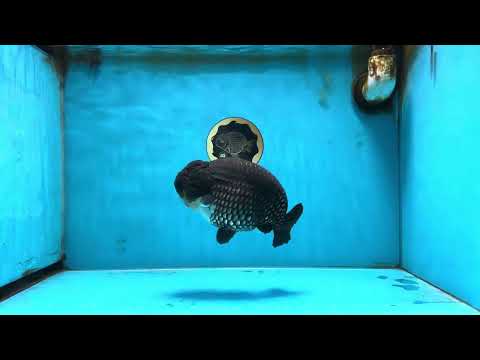 AAA Grade Black Blue LionKing 5.5 inches #090525LC_05