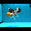 A Grade UNIQUE Tricolor Oranda Male 5.5 inches #072525OR_08