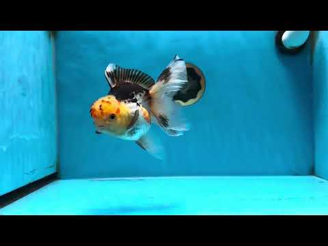 A Grade UNIQUE Tricolor Oranda Male 5.5 inches #072525OR_08