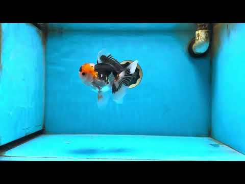 A Grade Tricolor Oranda Male 5 inches #082225OR_20