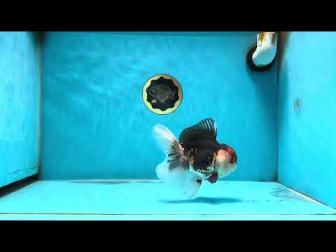 AAA Grade Tricolor Oranda Male 5 inches #080125OR_31