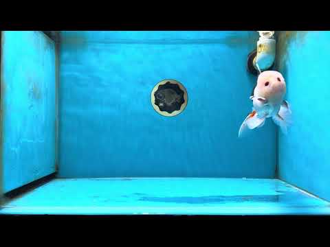 A Grade Tricolor Oranda Male 4.5-5 inches #051625OR_26