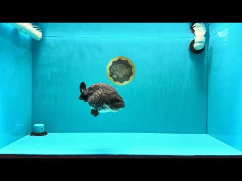 A Grade Blue Chinese Ranchu Female 5 inches #022726RC_22