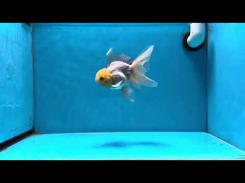 A Grade &quot;Little Sunshine&quot; Lemonhead Oranda Male 5 inches #022125OR_07