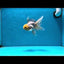 A Grade &quot;Little Sunshine&quot; Lemonhead Oranda Male 5 inches #022125OR_07