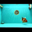 A Grade Tiger Oranda Female 5.5 inches #062626OR_38