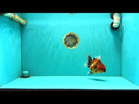 A Grade Tiger Oranda Female 5.5 inches #062626OR_38