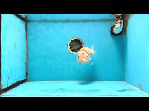 A Grade Sakura LionQueen 5.5 inches #110725LC_11