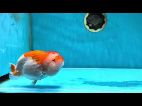 A Grade Red White LionQueen 4.5-5 inches #051625LC_36