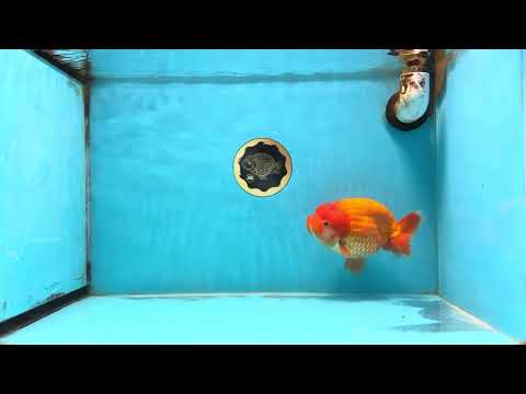 A Grade Red LionQueen 5.5-6 inches #112125LC_04