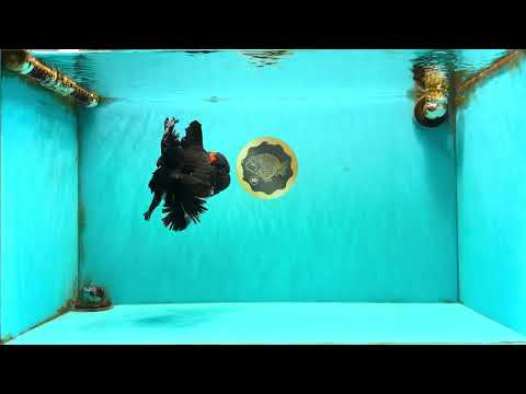 GODZILLA AAA Grade Black Lava Oranda Male 6.5-7 inches #092526OR_02