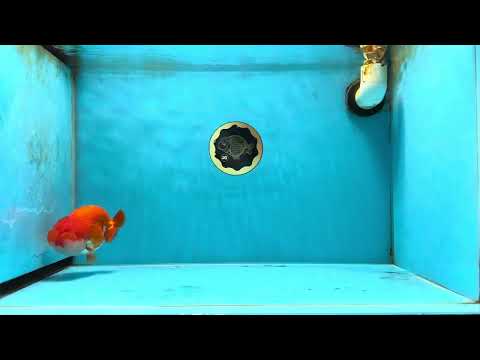 AAA Grade Red White LionQueen 4-4.5 inches #042525LC_14