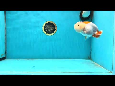 ADORABLE AAA Grade Red White LionQueen 4 inches #102425LC_16