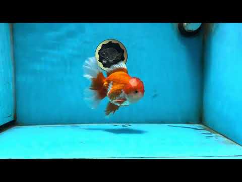 AAA Grade Red White Oranda Male 5.5 inches #082225OR_14